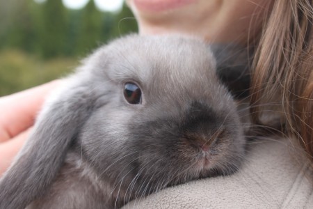 NAŠI KRÁLICI SÚ ODMALIČKA ZVYKNUTÝ NA ĽUDÍ A NA HLADKANIE.